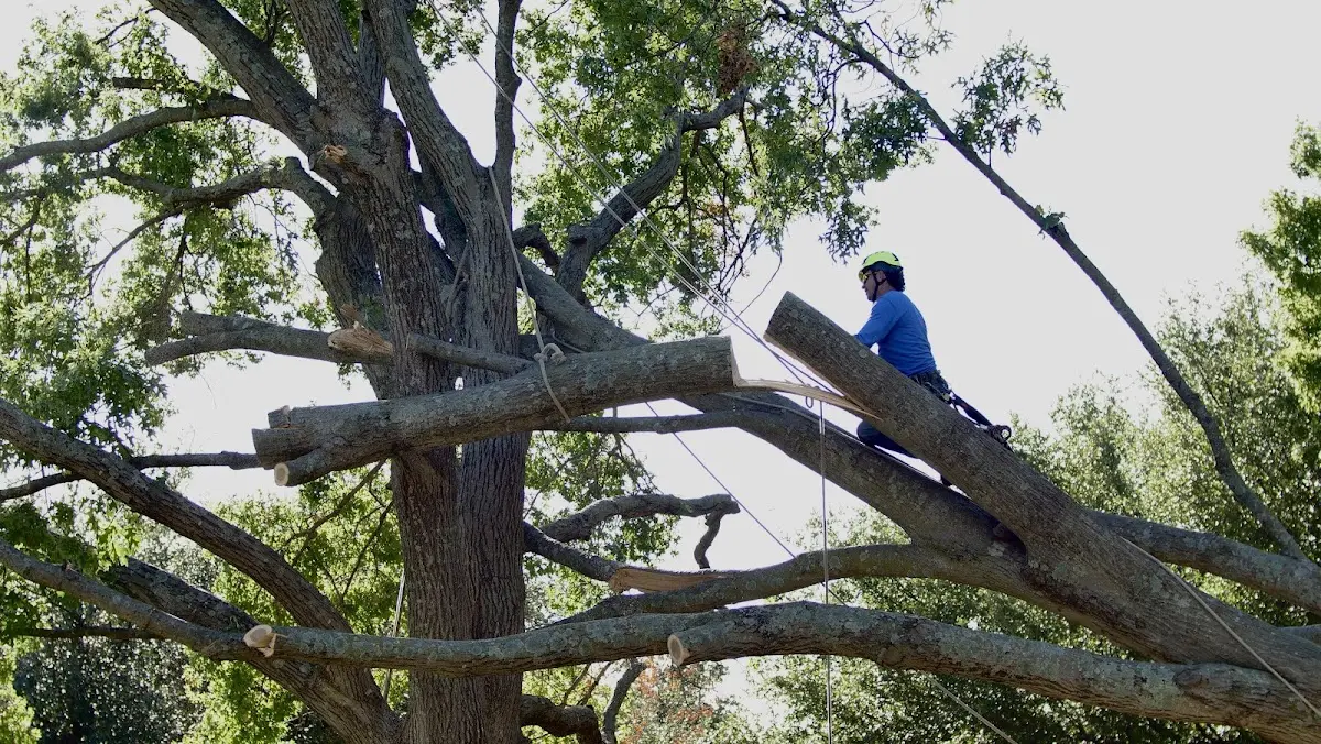 Professional Crown Thinning performed by certified arborists in Woodbridge