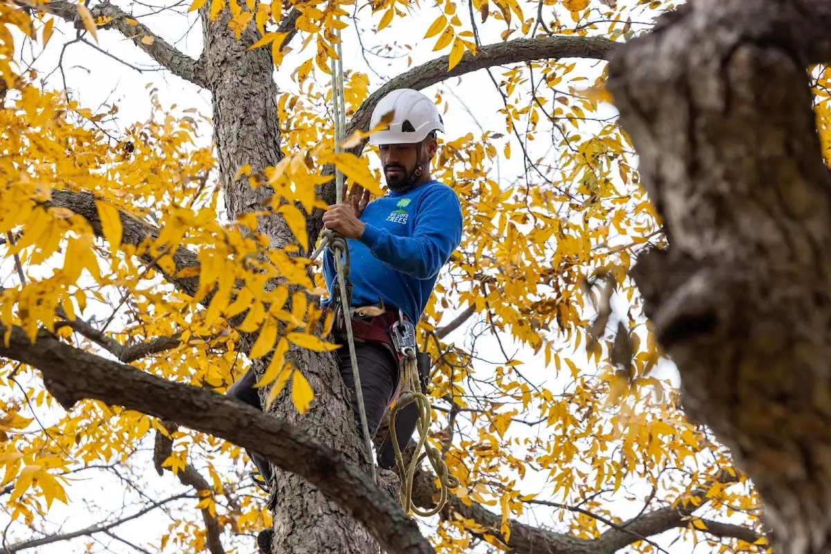 Skilled Tree Trimming crew working in Woodbridge